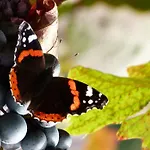Appartamento Mosel-apart Rudorfer