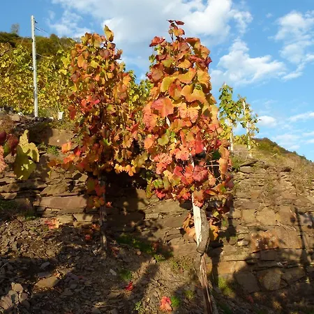Mosel-apart Rudorfer Valwig