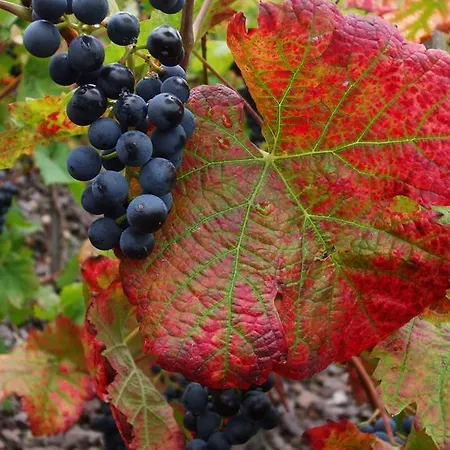 Mosel-apart Rudorfer * Valwig