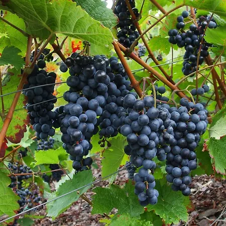 Mosel-apart Rudorfer