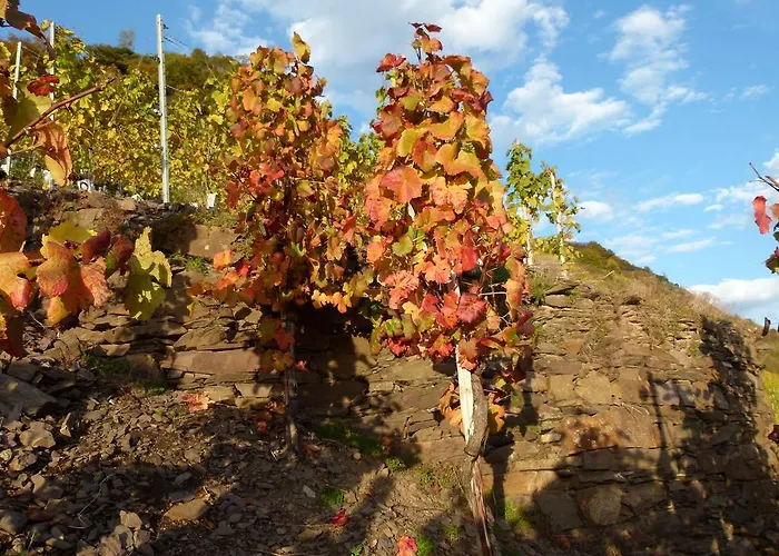 Mosel-apart Rudorfer Valwig