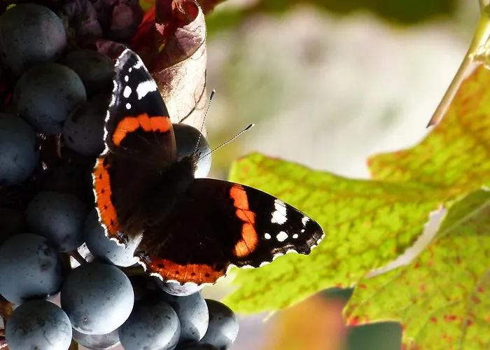 Apartamento Mosel-apart Rudorfer