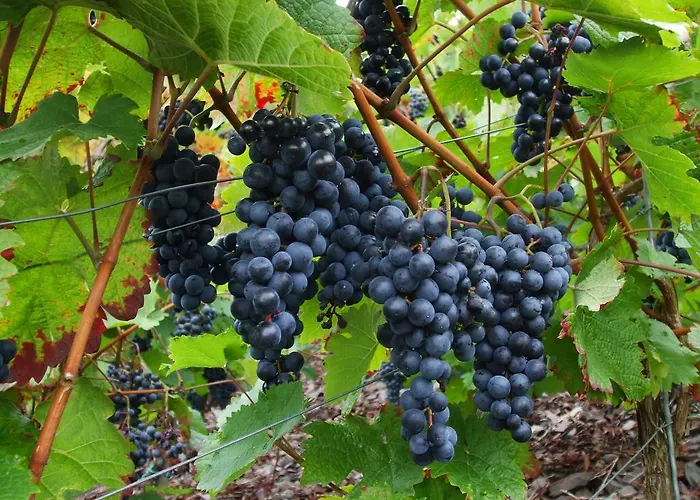 Mosel-apart Rudorfer